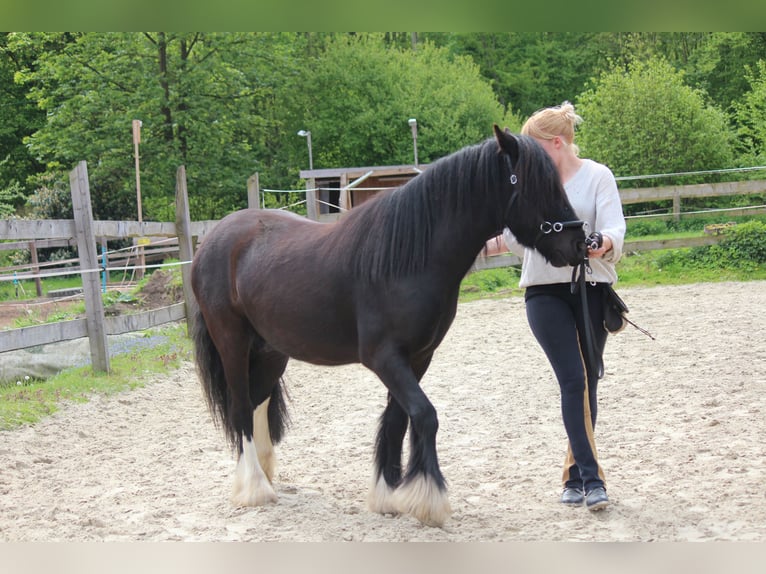 Tinker Mestizo Caballo castrado 12 años 142 cm Pío in Bielefeld