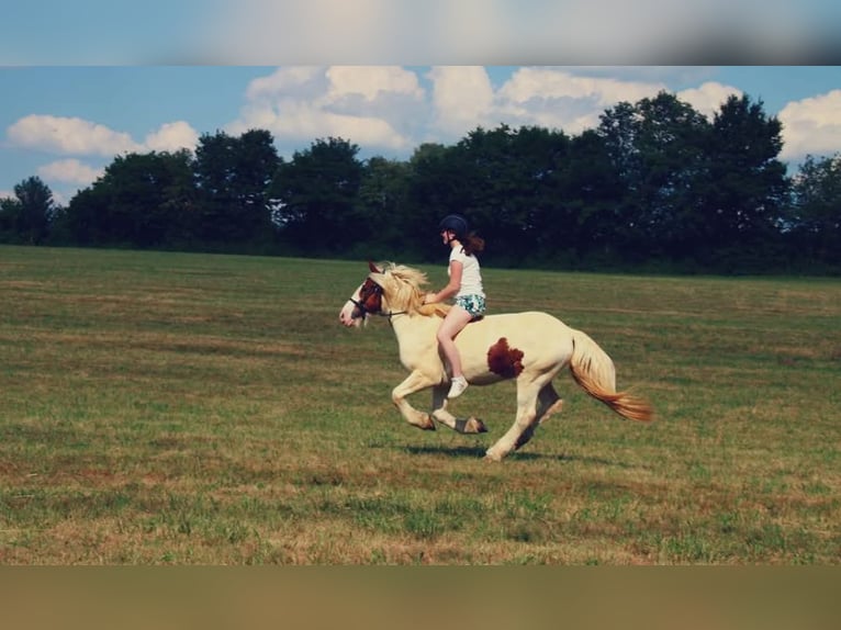 Tinker Caballo castrado 12 años 143 cm Pío in Fulda