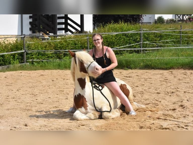 Tinker Caballo castrado 12 años 143 cm Pío in Fulda
