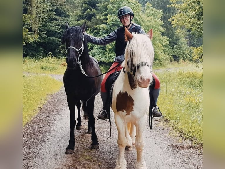 Tinker Caballo castrado 12 años 143 cm Pío in Fulda