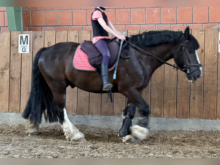 Tinker Caballo castrado 12 años 145 cm Negro in Dötlingen