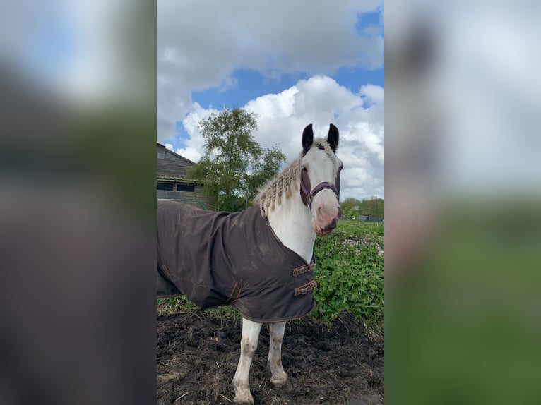 Tinker Caballo castrado 12 años 145 cm Pío in Berkel en Rodenrijs