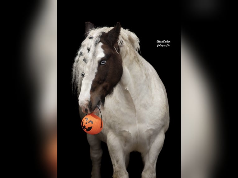 Tinker Caballo castrado 12 años 145 cm Pío in Berkel en Rodenrijs
