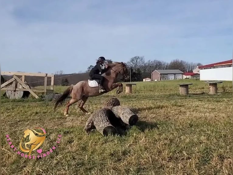 Tinker Mestizo Caballo castrado 12 años 147 cm Ruano alazán in New Summerfield