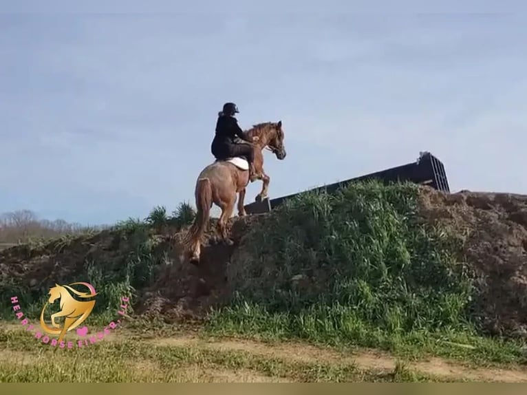 Tinker Mestizo Caballo castrado 12 años 147 cm Ruano alazán in New Summerfield