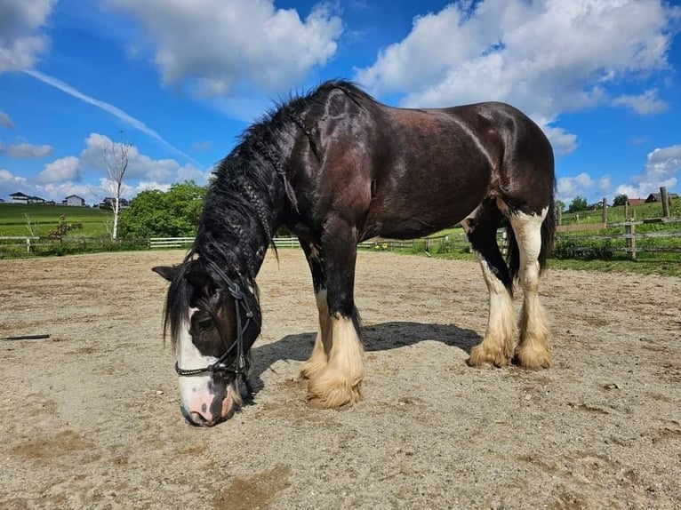 Tinker Caballo castrado 12 años 150 cm Morcillo in Mengkofen