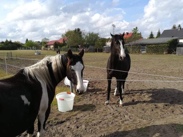 Tinker Mestizo Caballo castrado 12 años 153 cm Pío in Löwenberger Land