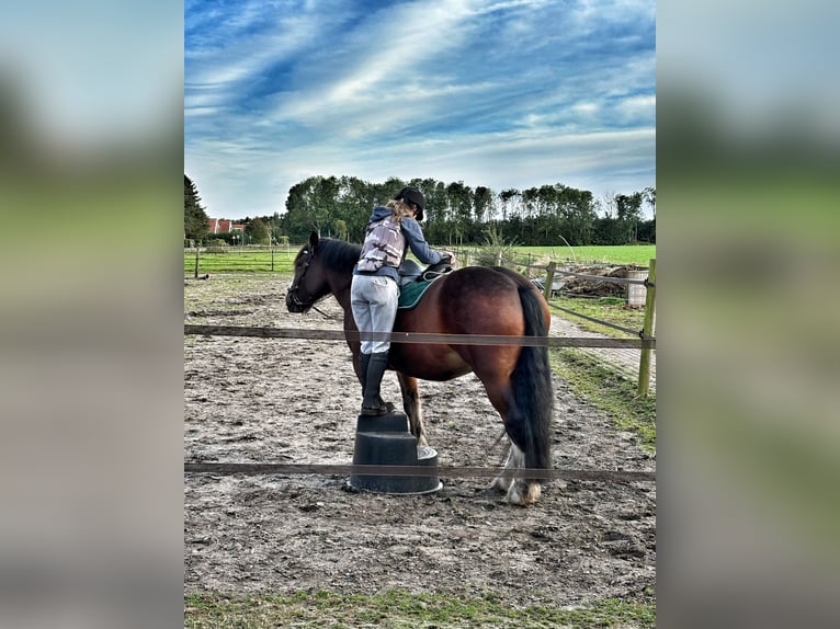 Tinker Caballo castrado 12 años 163 cm Castaño in Bellingwolde