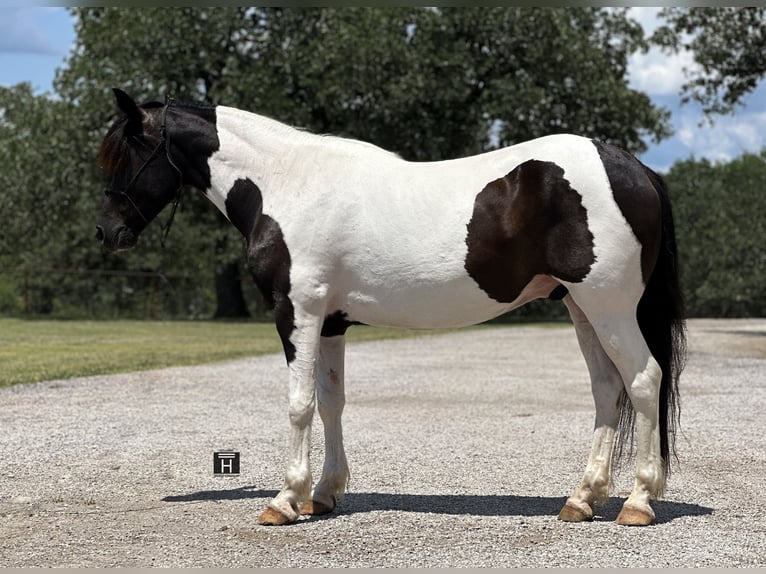 Tinker Mestizo Caballo castrado 12 años in Jacksboro