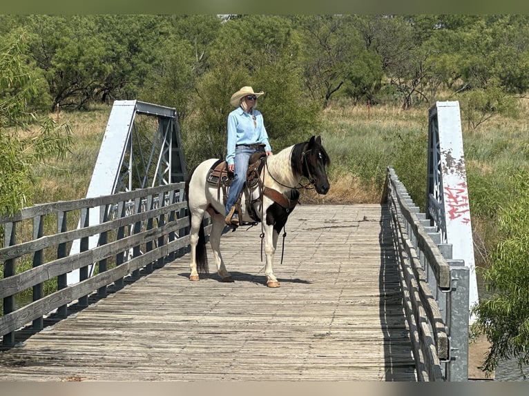 Tinker Mestizo Caballo castrado 12 años in Jacksboro