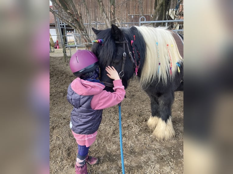 Tinker Caballo castrado 13 años 135 cm Pío in Lachen