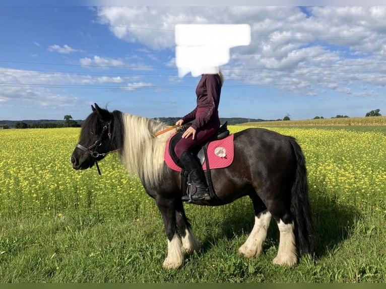 Tinker Caballo castrado 13 años 135 cm Pío in Lachen
