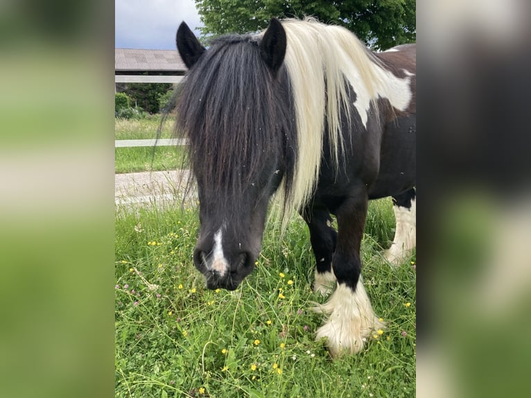 Tinker Caballo castrado 13 años 135 cm Pío in Lachen