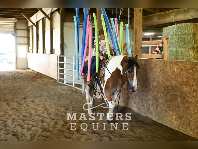 Tinker Mestizo Caballo castrado 13 años 135 cm Pío in Orrville