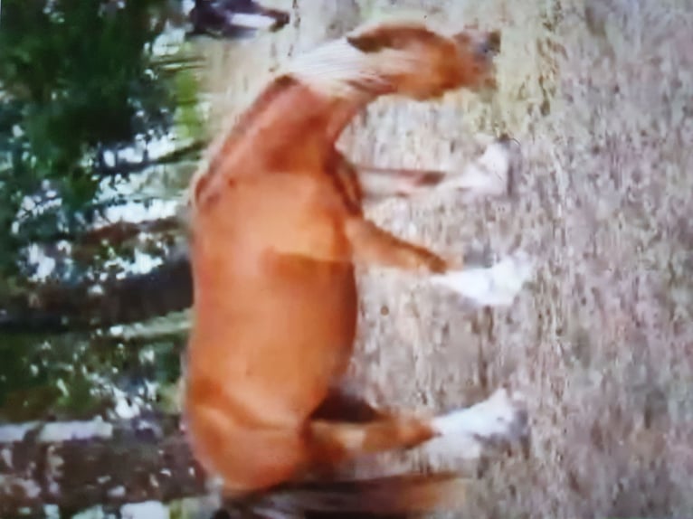 Tinker Mestizo Caballo castrado 13 años 136 cm Alazán in Zerbst