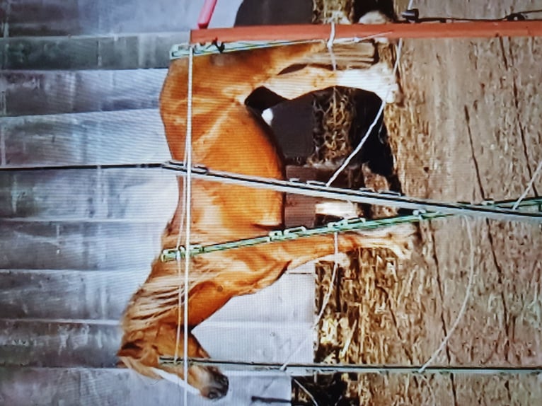 Tinker Mestizo Caballo castrado 13 años 136 cm Alazán in Zerbst
