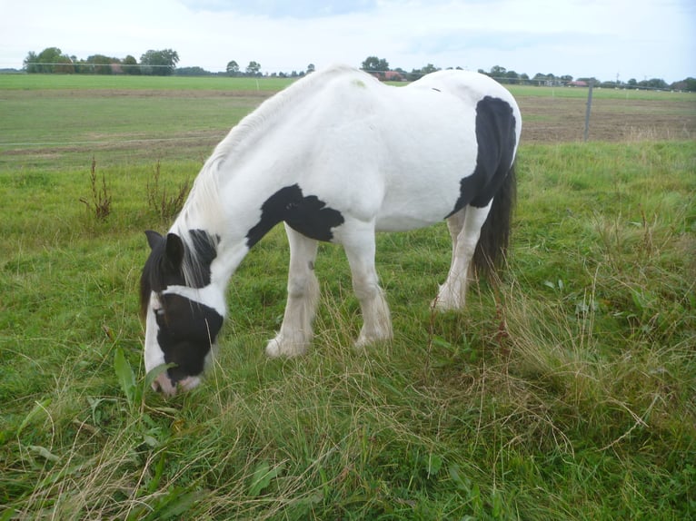 Tinker Caballo castrado 13 años 140 cm Pío in Butjadingen