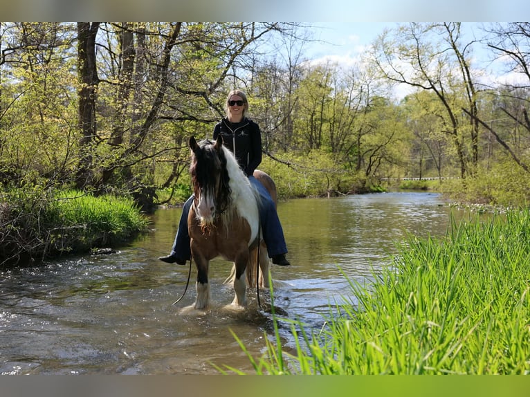 Tinker Caballo castrado 13 años 142 cm Pío in Beaver Springs