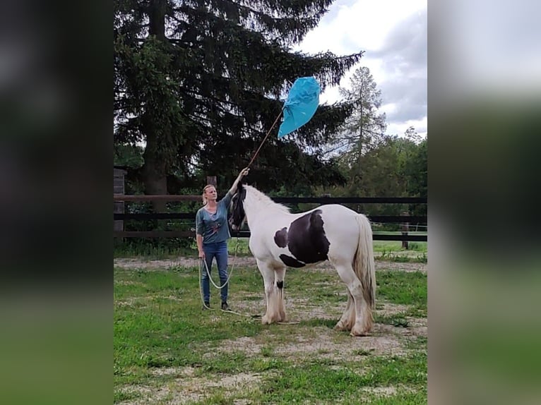 Tinker Caballo castrado 13 años 147 cm Tobiano-todas las-capas in strmilov