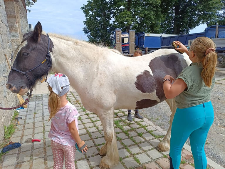 Tinker Caballo castrado 13 años 147 cm Tobiano-todas las-capas in strmilov