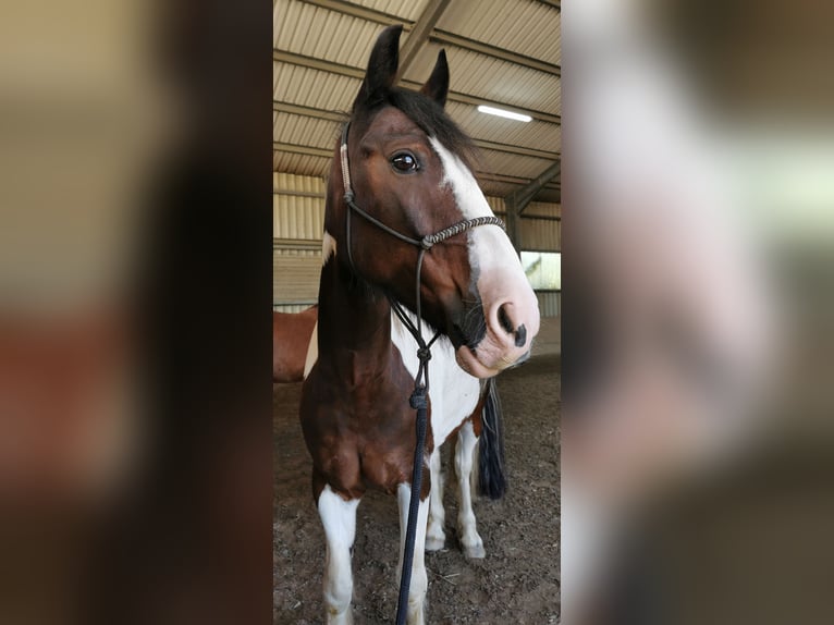 Tinker Mestizo Caballo castrado 13 años 148 cm Pío in Cadolzburg