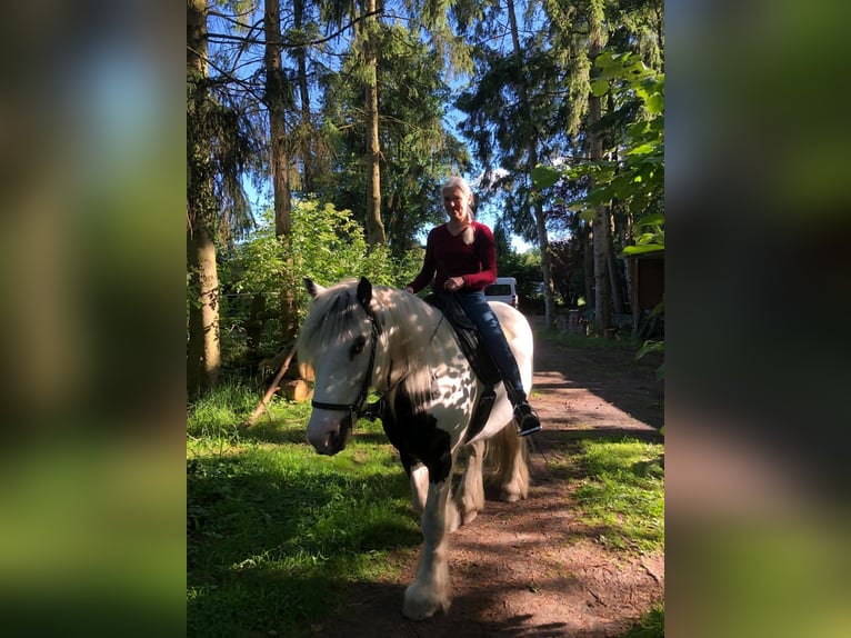 Tinker Caballo castrado 13 años 153 cm Pío in Schwarzenbek