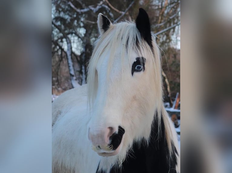 Tinker Caballo castrado 13 años 153 cm Pío in Schwarzenbek