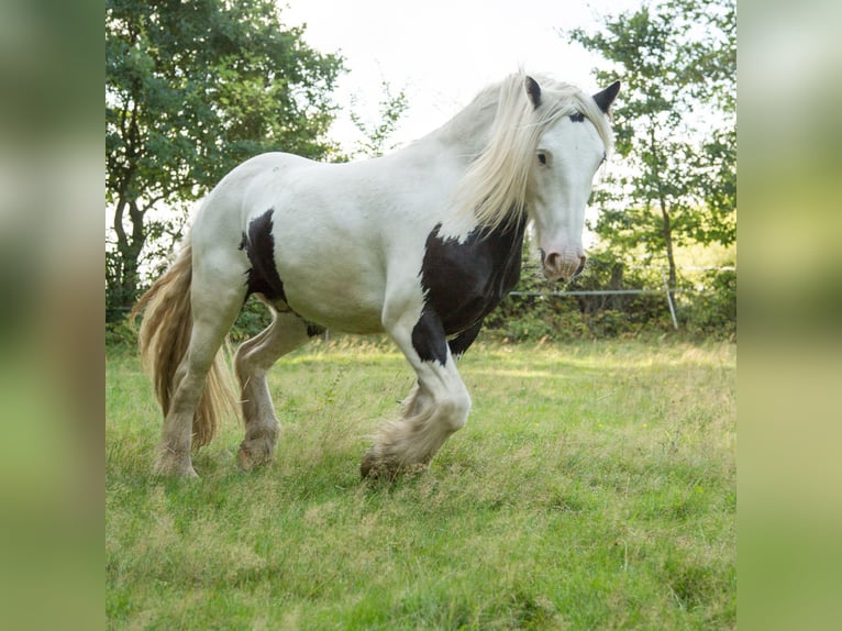 Tinker Caballo castrado 13 años 153 cm Pío in Schwarzenbek