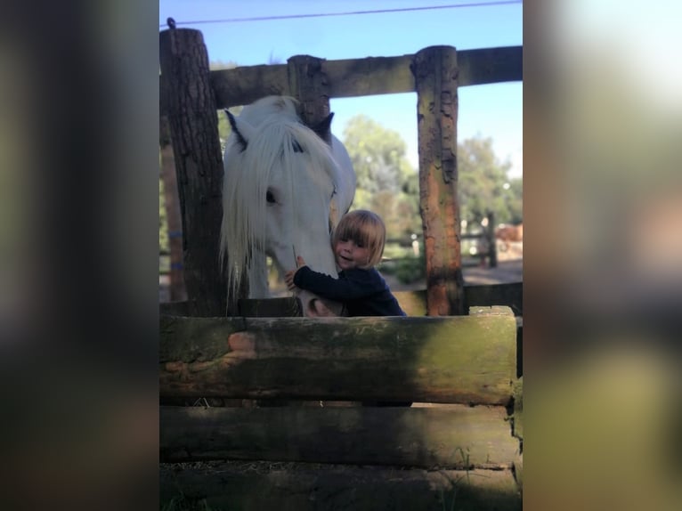 Tinker Caballo castrado 13 años 153 cm Pío in Schwarzenbek