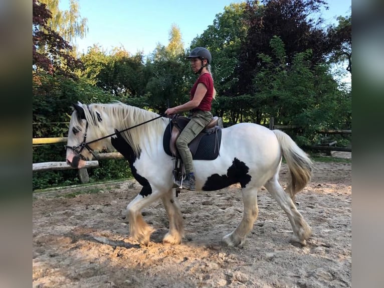 Tinker Caballo castrado 13 años 153 cm Pío in Schwarzenbek