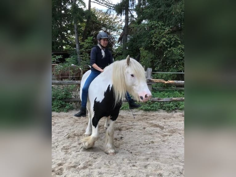 Tinker Caballo castrado 13 años 153 cm Pío in Schwarzenbek