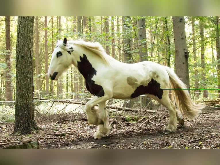 Tinker Caballo castrado 13 años 153 cm Pío in Schwarzenbek