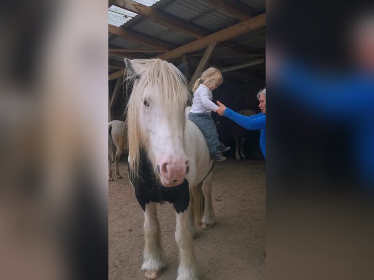 Tinker Caballo castrado 13 años 153 cm Pío in Schwarzenbek