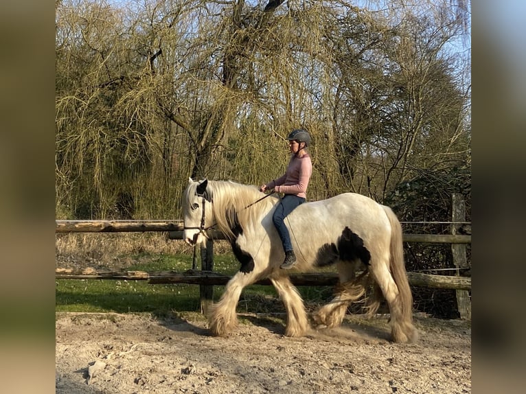 Tinker Caballo castrado 13 años 153 cm Pío in Schwarzenbek