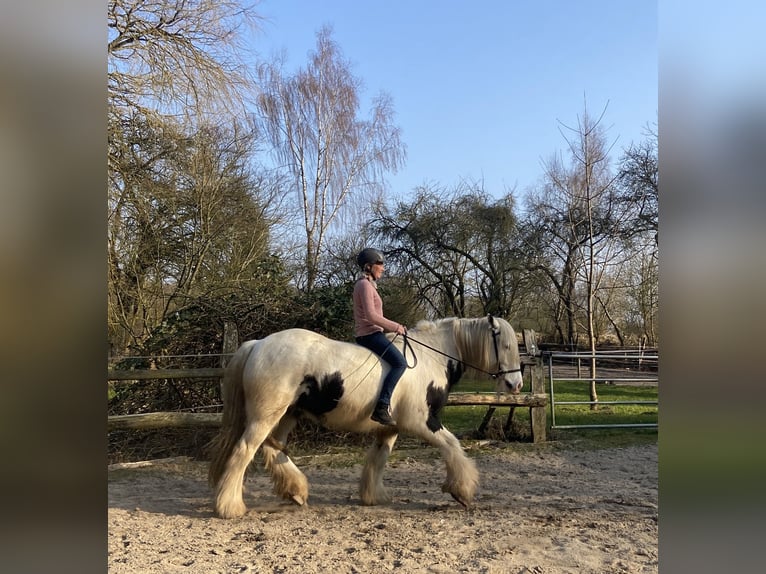 Tinker Caballo castrado 13 años 153 cm Pío in Schwarzenbek