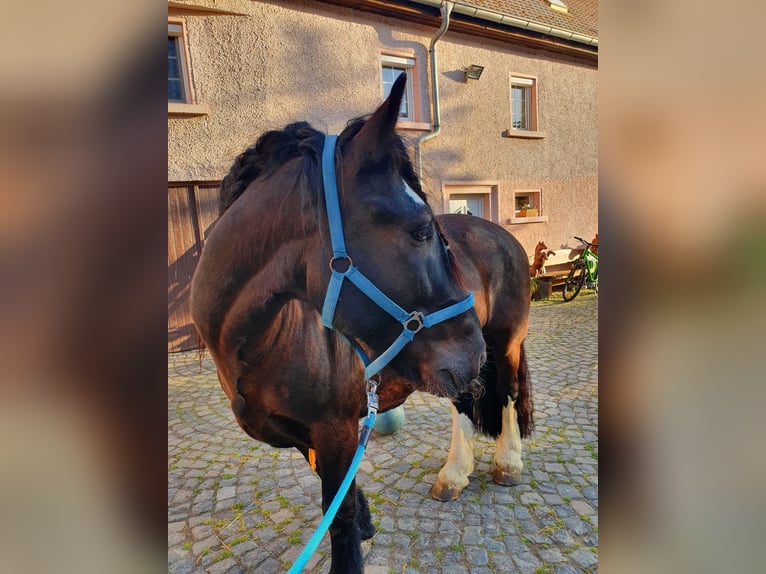 Tinker Caballo castrado 13 años 155 cm Negro in Kitzscher Thierbach