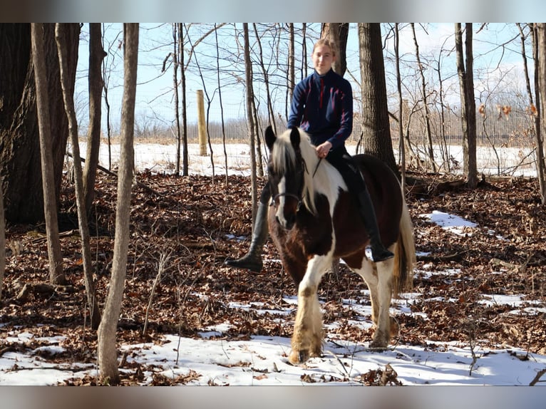 Tinker Caballo castrado 13 años 157 cm Tobiano-todas las-capas in Howell, MI