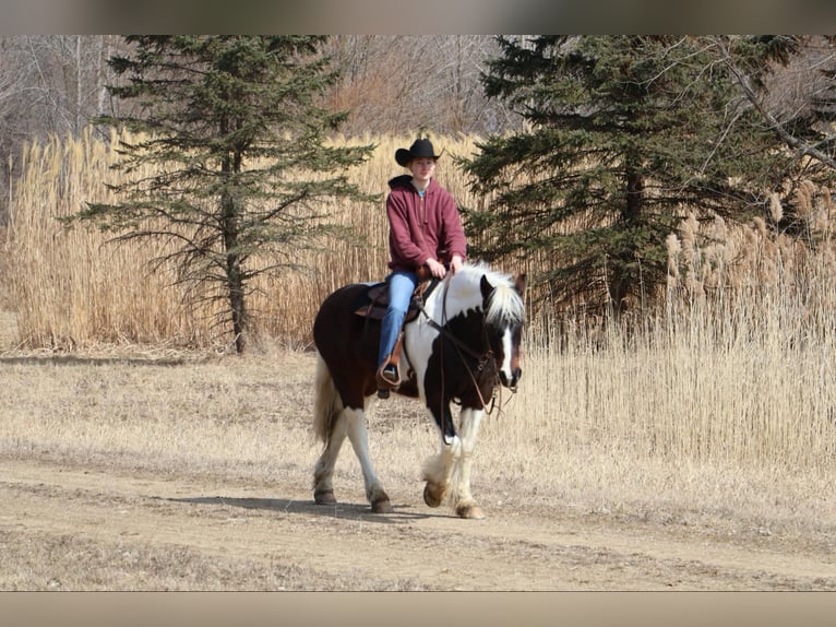 Tinker Caballo castrado 13 años 157 cm Tobiano-todas las-capas in Howell, MI