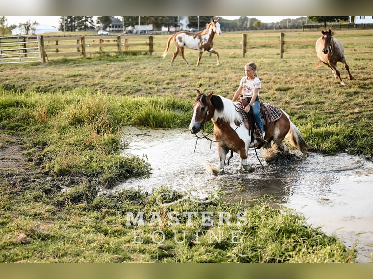 Tinker Mestizo Caballo castrado 14 años 135 cm Pío in Orrville