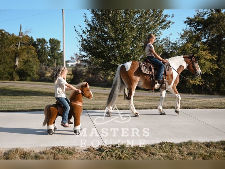 Tinker Mestizo Caballo castrado 14 años 135 cm Pío in Orrville
