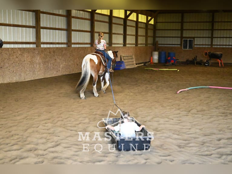 Tinker Mestizo Caballo castrado 14 años 135 cm Pío in Orrville