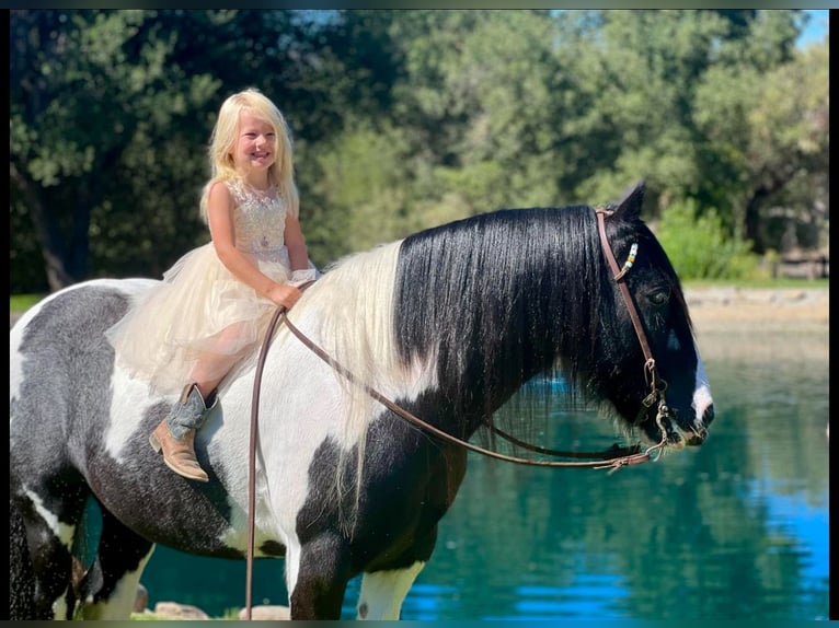 Tinker Caballo castrado 14 años 140 cm in Powell Butte, OR