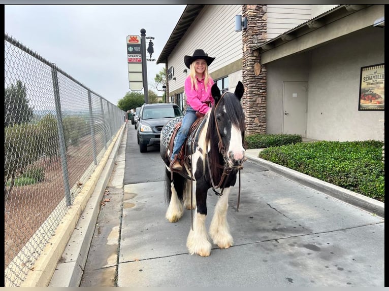 Tinker Caballo castrado 14 años 140 cm in Powell Butte, OR