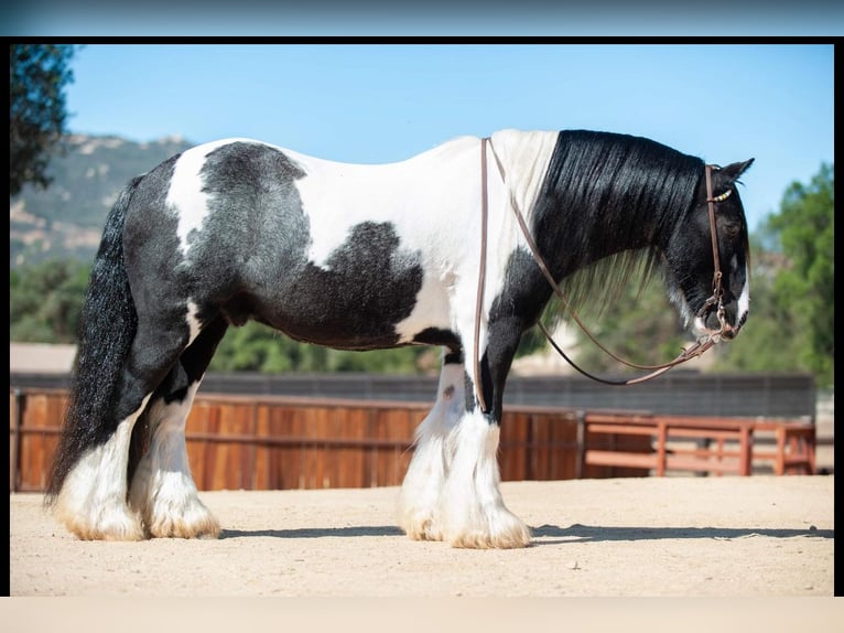 Tinker Caballo castrado 14 años 140 cm in Powell Butte, OR