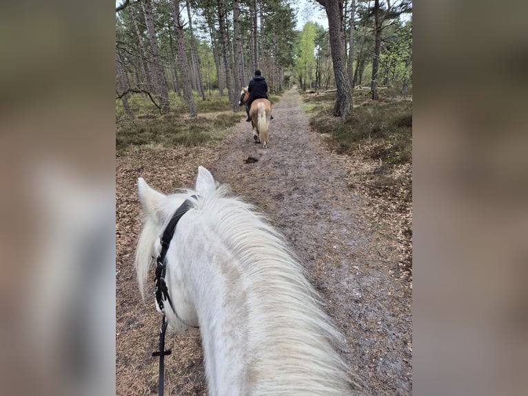 Tinker Caballo castrado 14 años 140 cm Cremello in Bremen