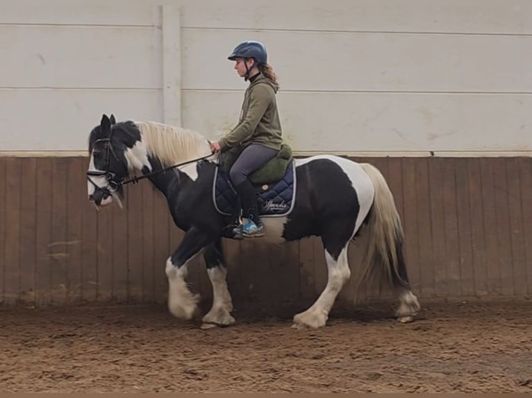 Tinker Caballo castrado 14 años 145 cm Pío in Braunschweig