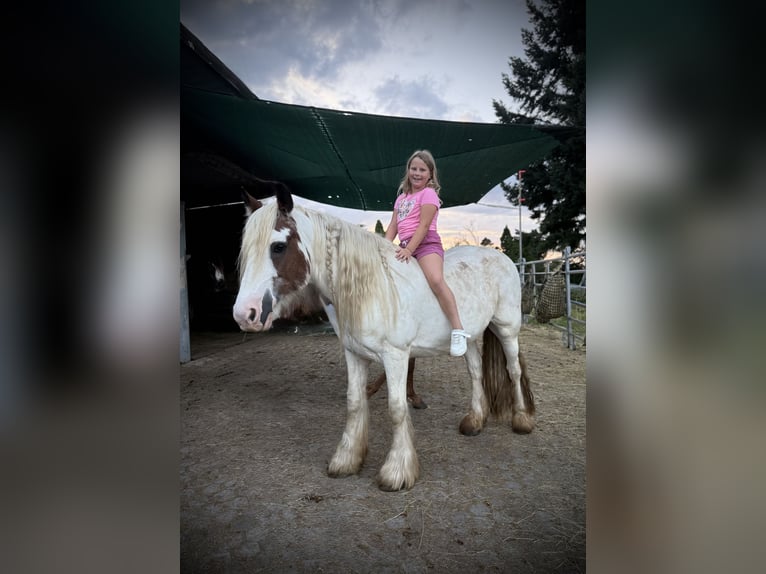 Tinker Caballo castrado 14 años 145 cm Pío in Offenburg