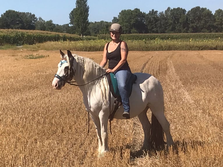 Tinker Caballo castrado 14 años 145 cm Pío in Offenburg