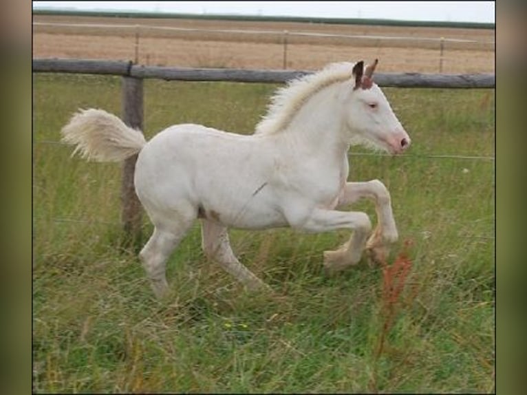 Tinker Caballo castrado 14 años 145 cm Pío in Offenburg