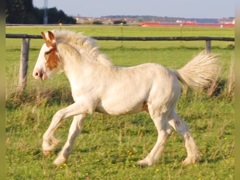 Tinker Caballo castrado 14 años 145 cm Pío in Offenburg